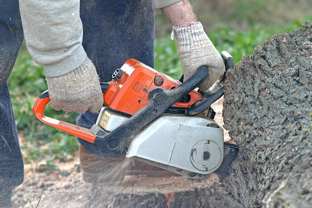 Best Root Management and Removal  in Robins, IA