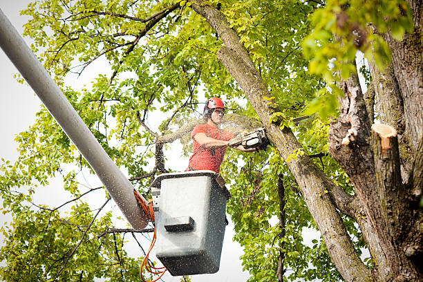 Best Tree Maintenance Programs  in Robins, IA