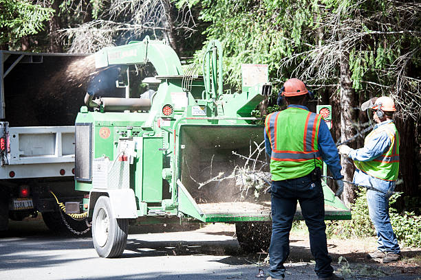 How Our Tree Care Process Works  in  Robins, IA