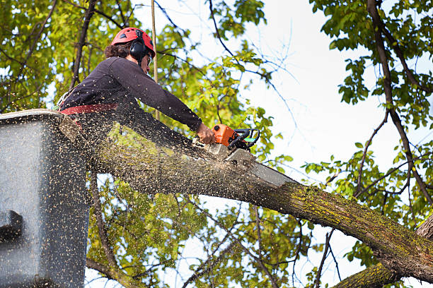 Best Lawn Renovation and Restoration  in Robins, IA