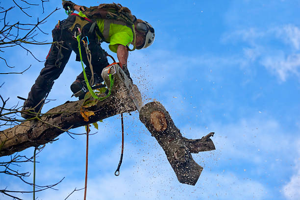 Best Tree Removal Service  in Robins, IA